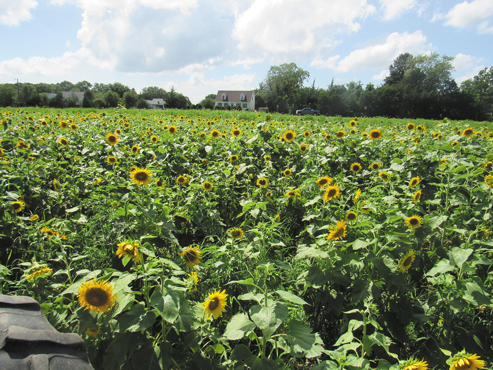 A Sunflower Farm Upper Township's Best Kept Secret Shore Local