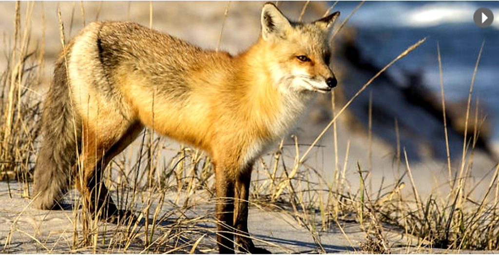 why-would-someone-kill-the-foxes-shore-local-newsmagazine