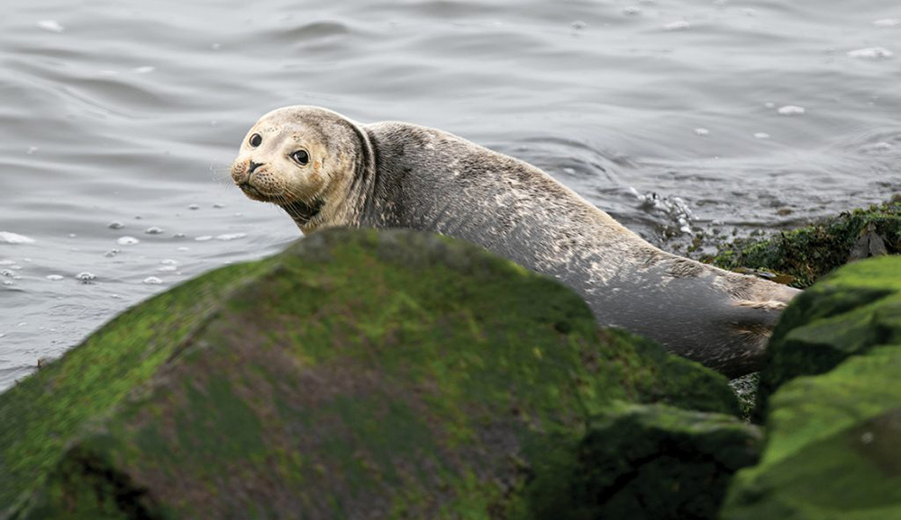 Stranded seals and whales tell us about disease and marine issues