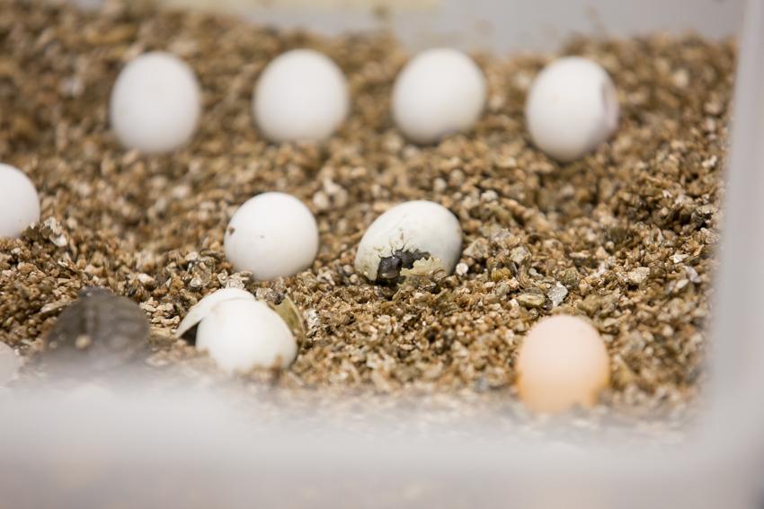 A terrapin breaking through its shell. 