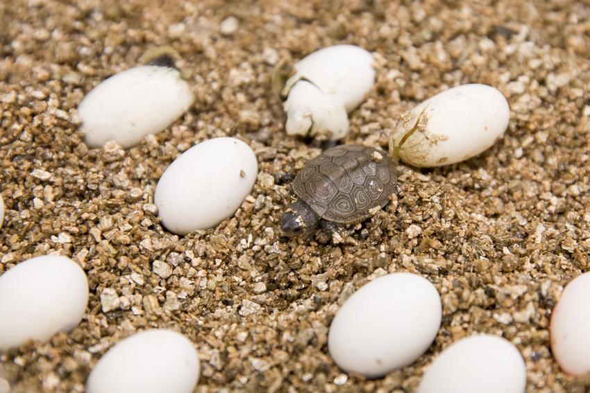 A newly hatched terrapin.