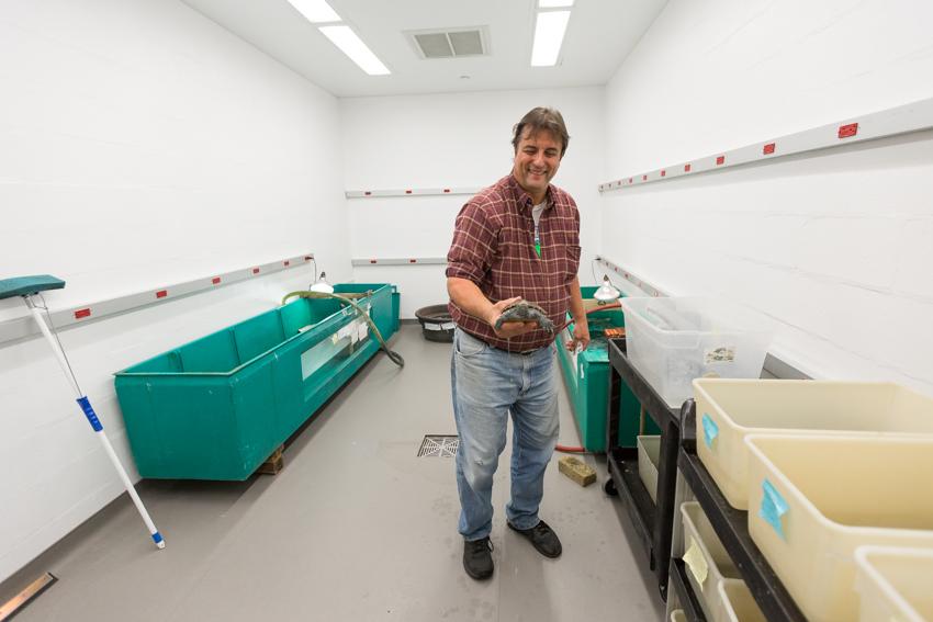 John Rokita holds a terrapin healing from a shell injury in a second terrapin room for rehabilitating adults in the new vivarium. 