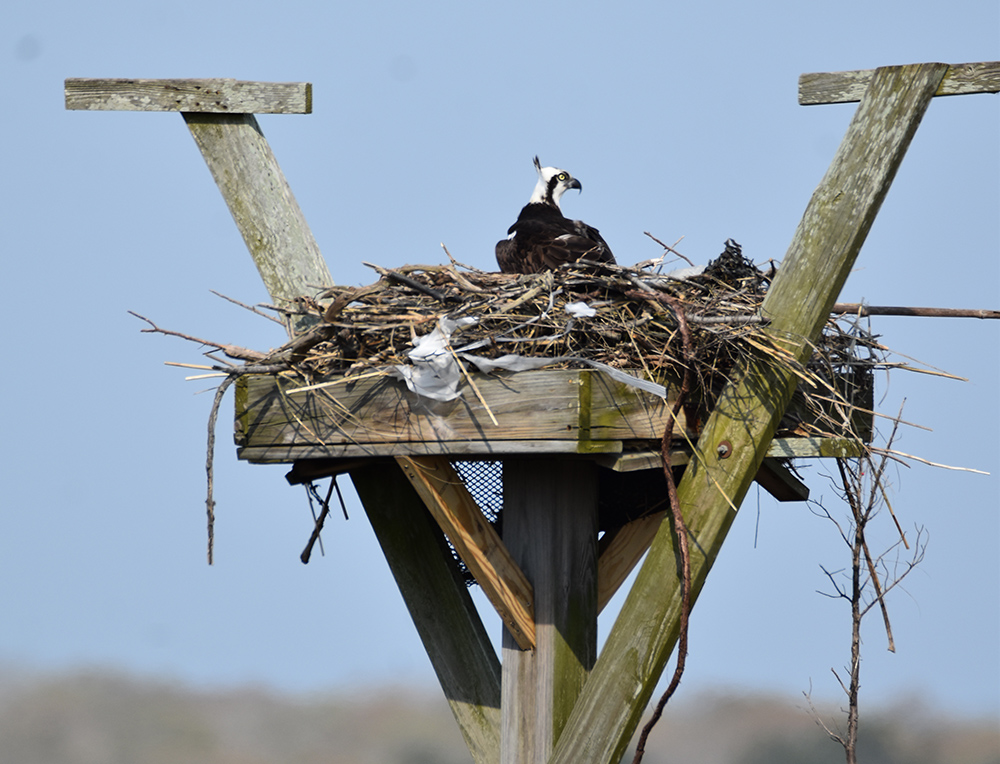 Recent Bird Sightings A Sure Sign Of Spring Shore Local Newsmagazine