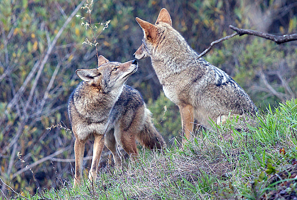 New Jersey Fish & Wildlife - Have you seen a coyote? The coyote was not  always a native of New Jersey. The coyote extended its range north and east  across Canada from