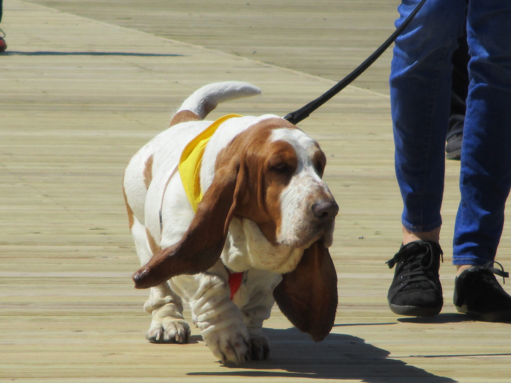 are dogs allowed on the boardwalk