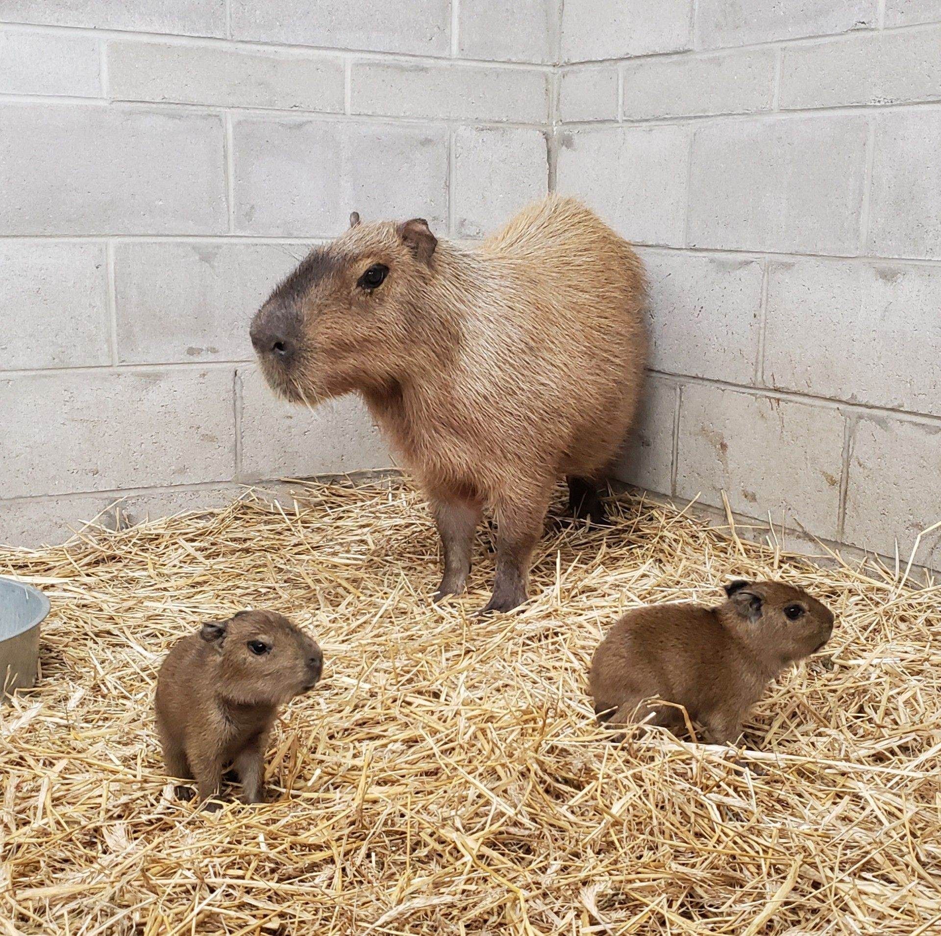 Capybara Pups Born at Cape May County Zoo - Shore Local Newsmagazine