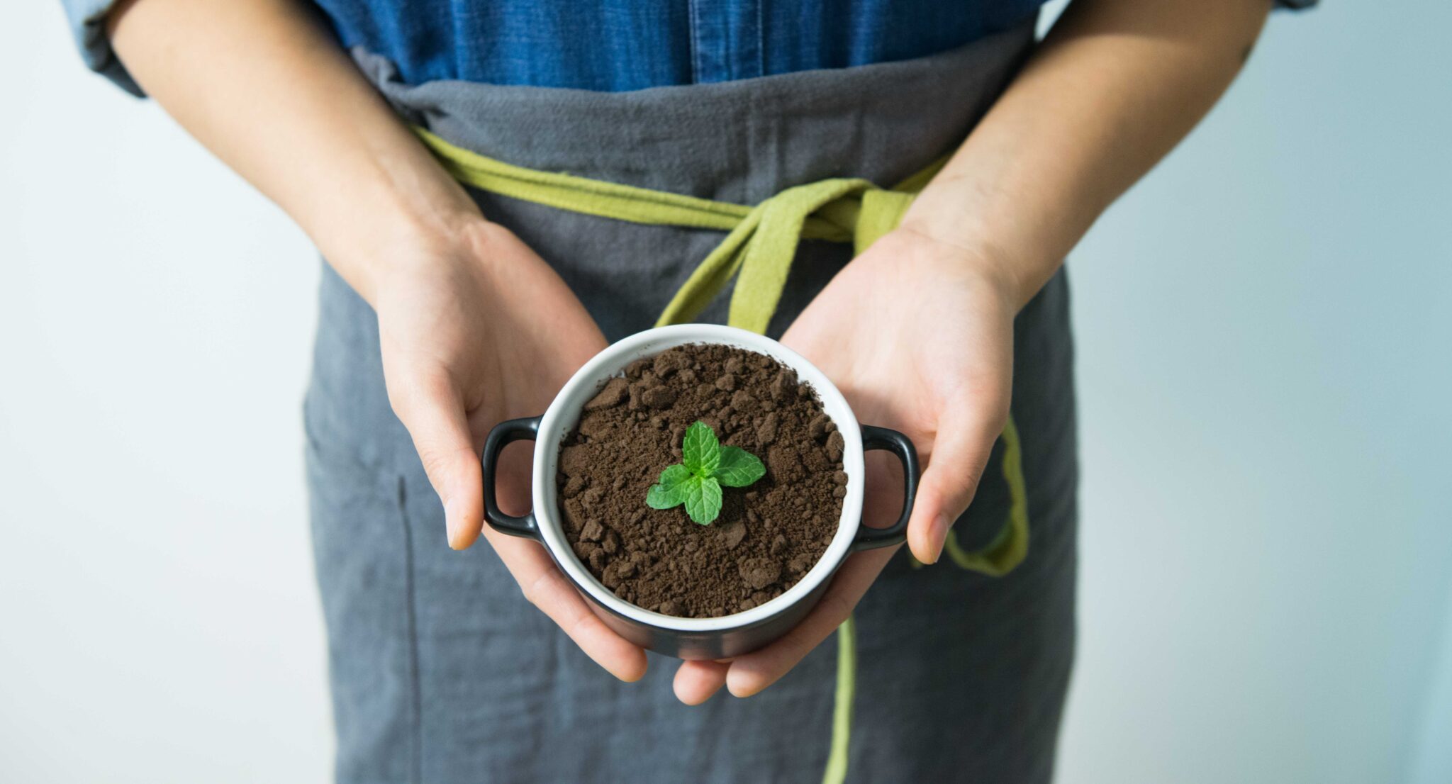 Person holding small mint plant in pot
