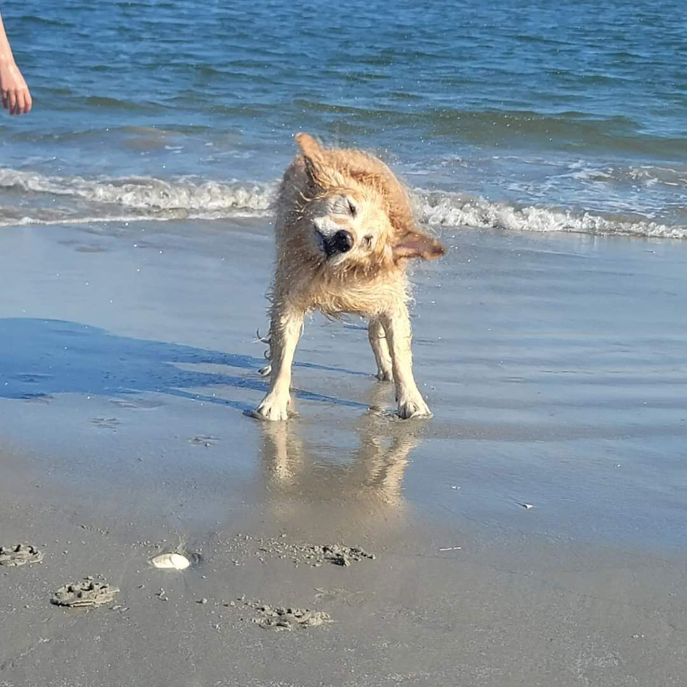 what time can dogs go on the beach