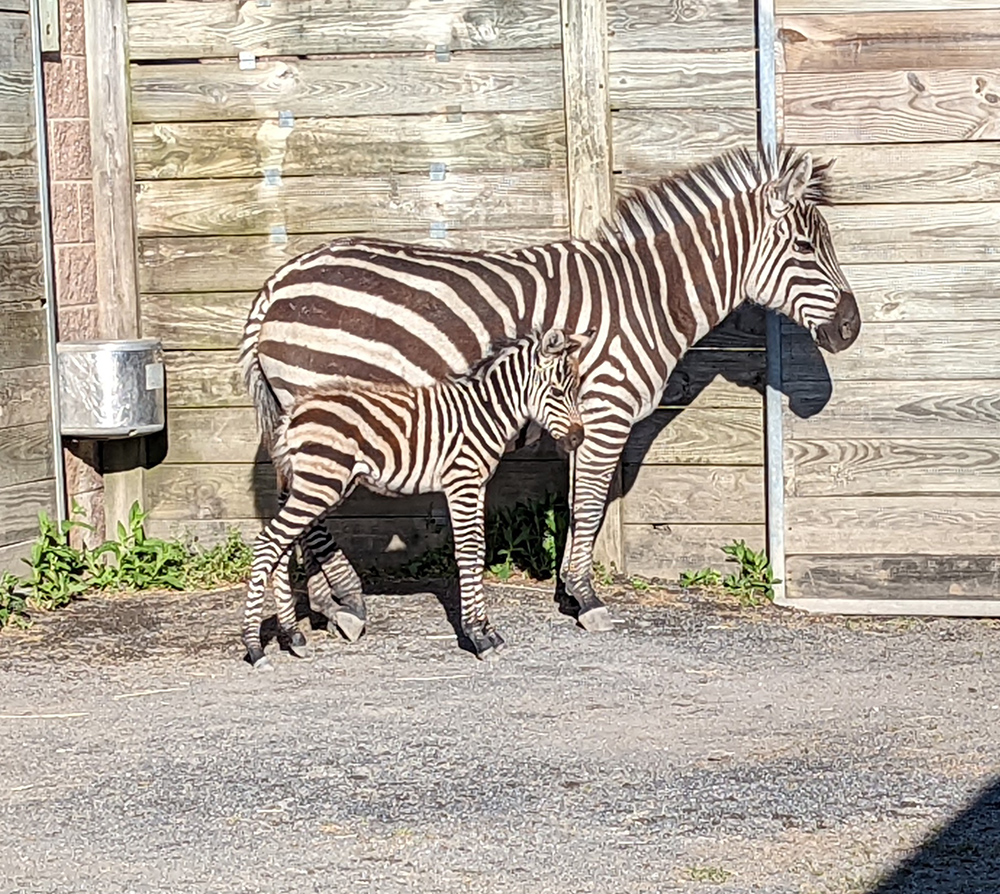 are dogs allowed at cape may zoo