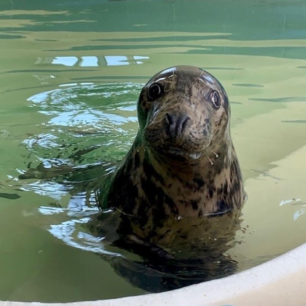 Marine Mammal Stranding Center Caring for Two Non-Releasable Seals ...