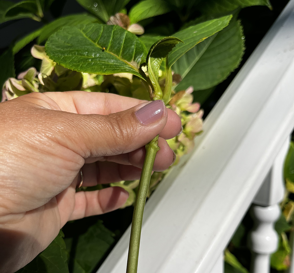 Discover the Magic of Growing Hydrangea Cuttings in Your Garden Shore