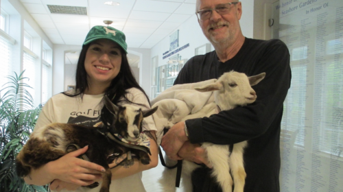 Baby goats visit Seashore Gardens 