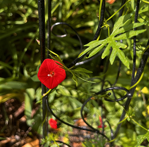 Drawing from nostalgia for inspiration — Cypress vine and purple ...