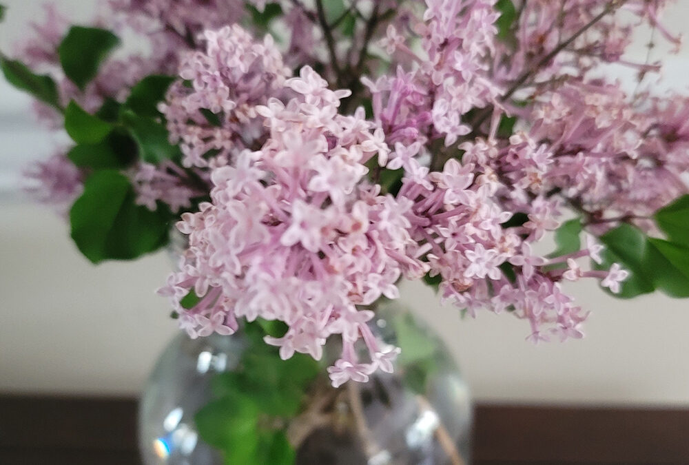 Lovely ways to enjoy your lilacs
