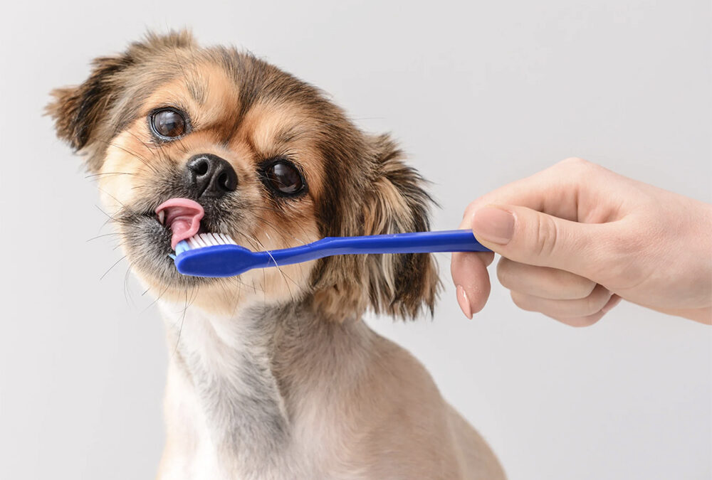 Do dogs need to brush their teeth?