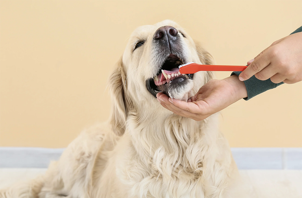 Doable dental routines for dogs