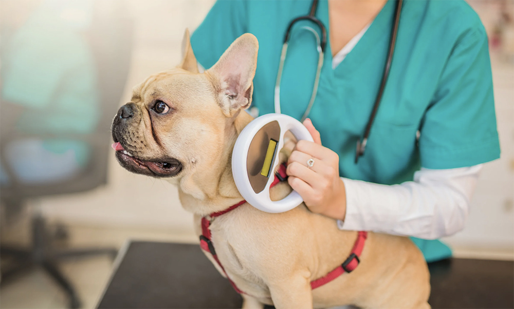 Can technology help lost dogs return home?
