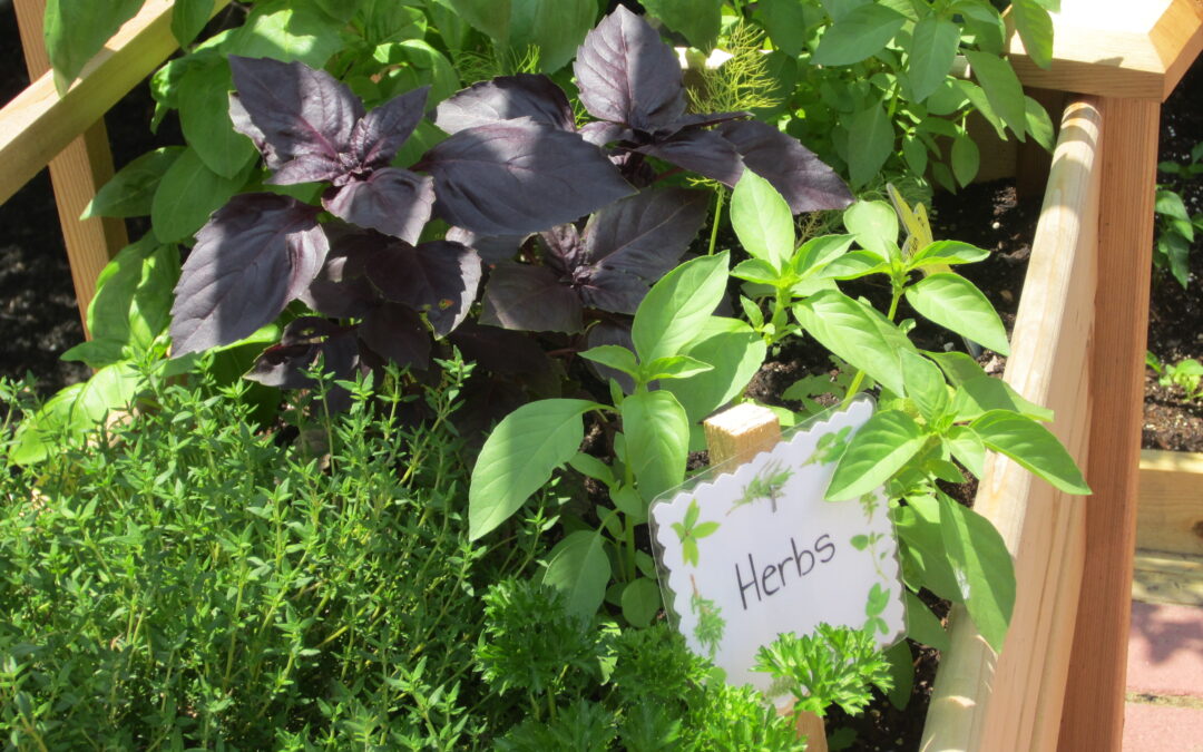Mosaic seeks donations for therapy garden
