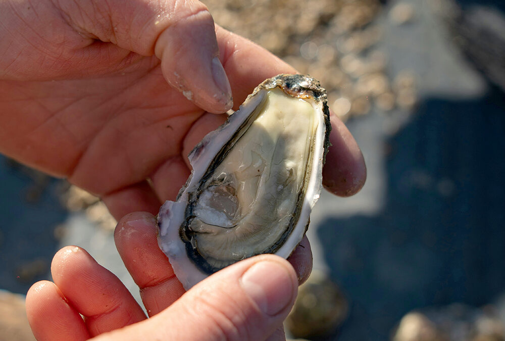 Don’t toss those shells: Two new drop-off sites offer a chance to restore local oyster reefs