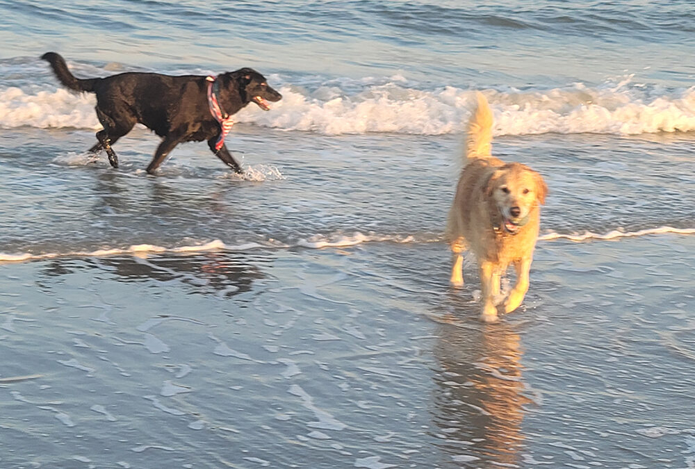 Paws at the Shore: Enjoying the Jersey Shore with your dog