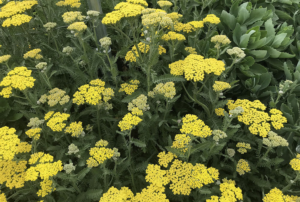 How to protect your garden when it’s hot, hot, hot