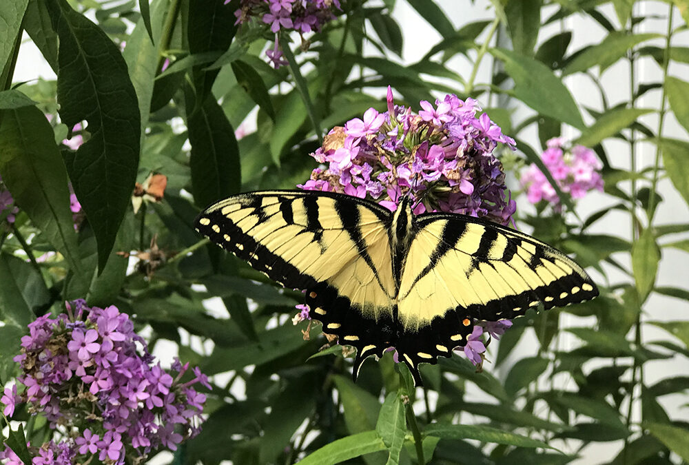 When planning your pollinator garden, consider the ‘locals’ of the winged world