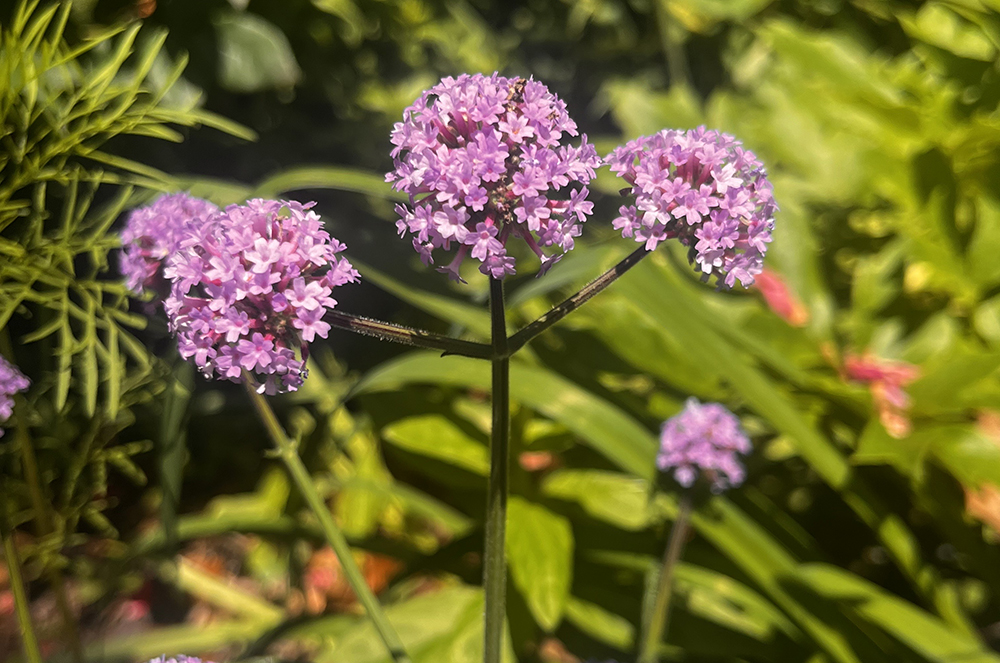 Focus on the flower: Tall verbena
