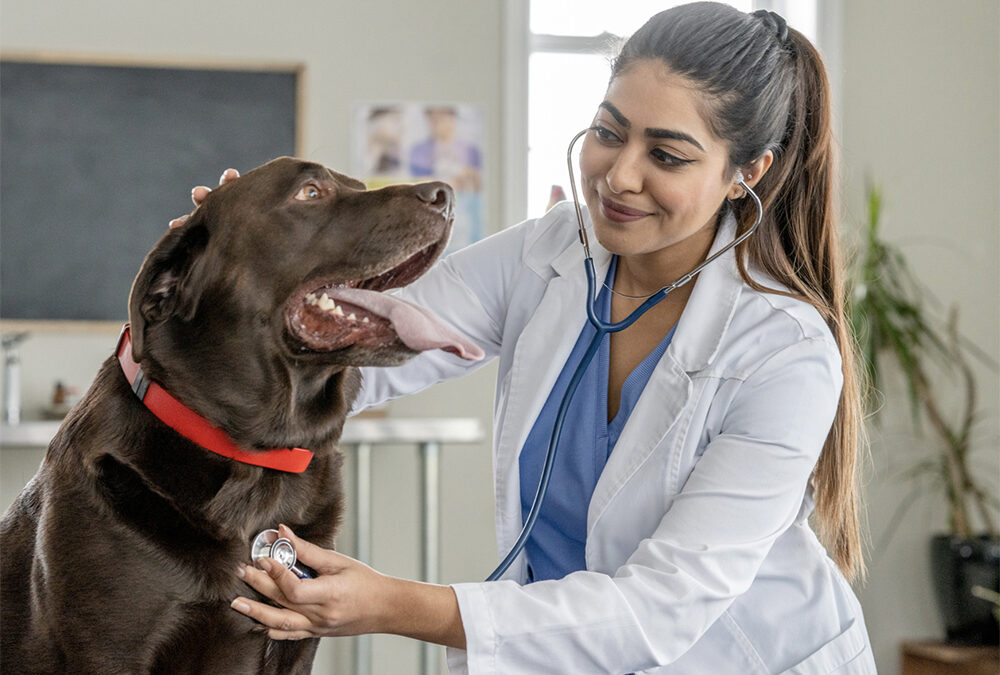 Making sure your dog’s heart is healthy