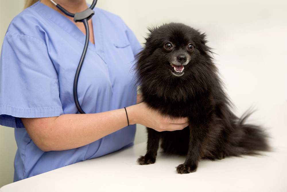 Should you worry if your vet says your puppy has an abnormal heart rate?