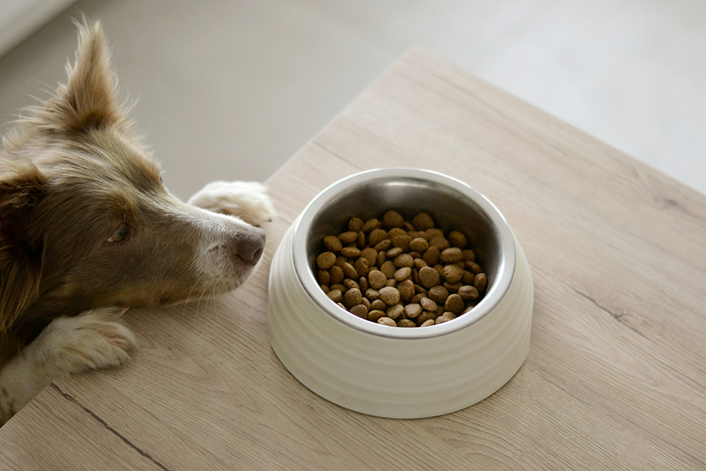 Does feeding your dog grain-free chow cause heart problems?