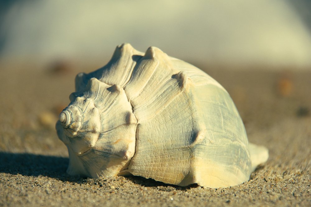 Seashell identification guide