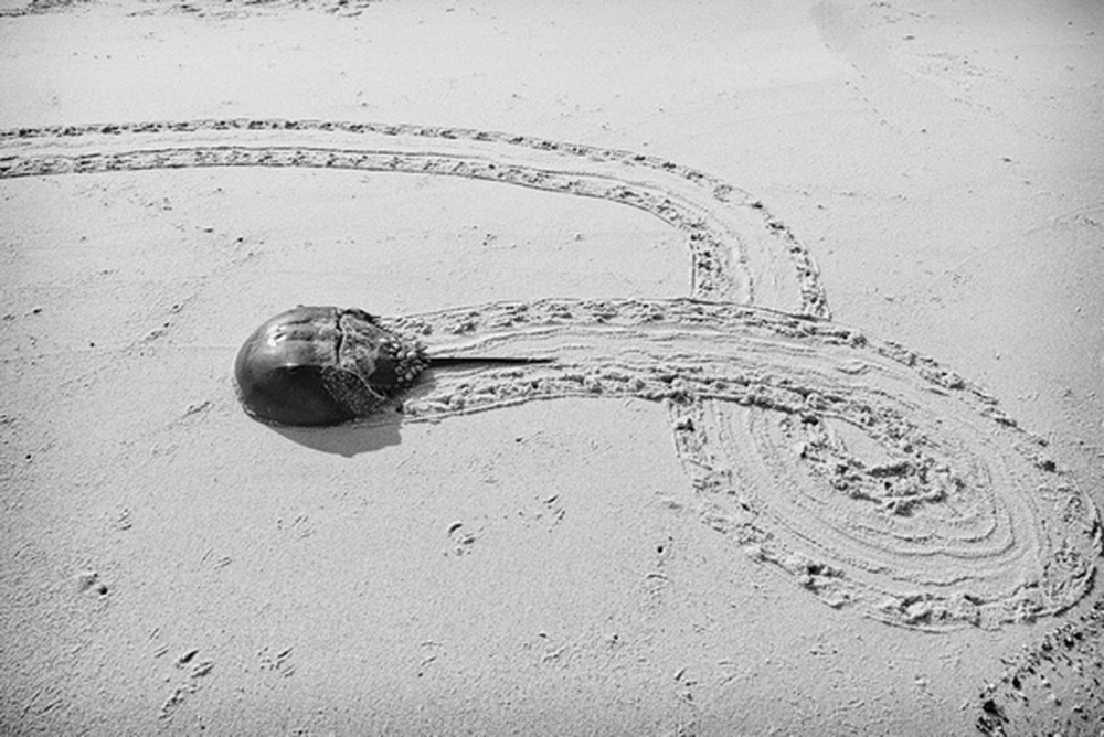 Family horseshoe crab rescue