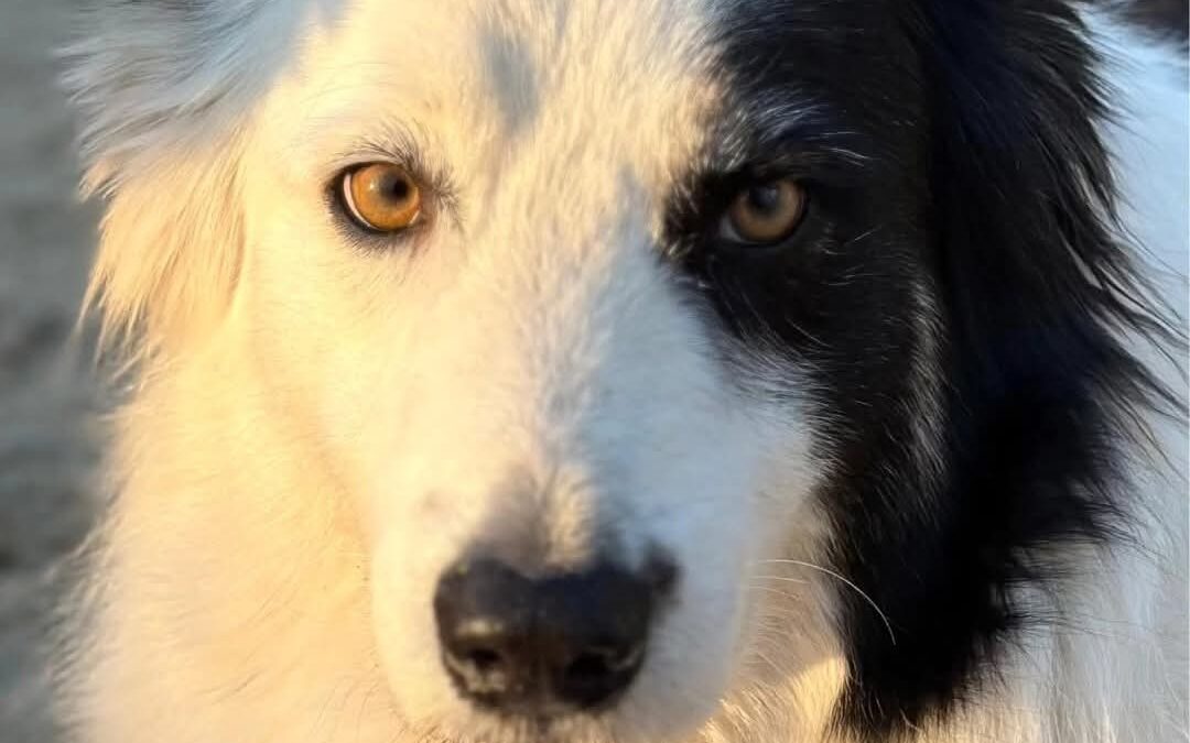 Funny Farm’s beloved dog and ‘Farm Manager’ Farley dies at 10