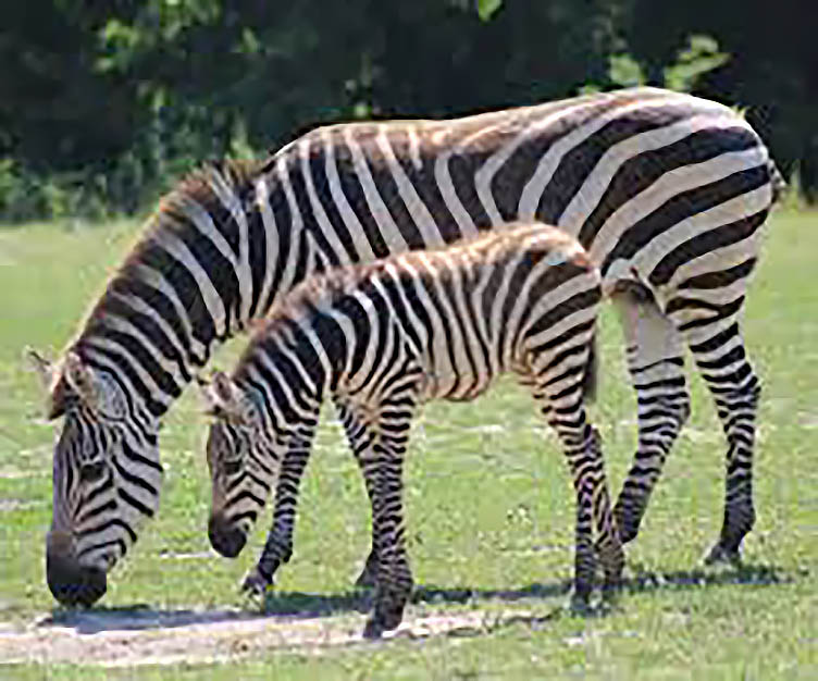 Cape May County Zoo mourns the loss of one of its zebras