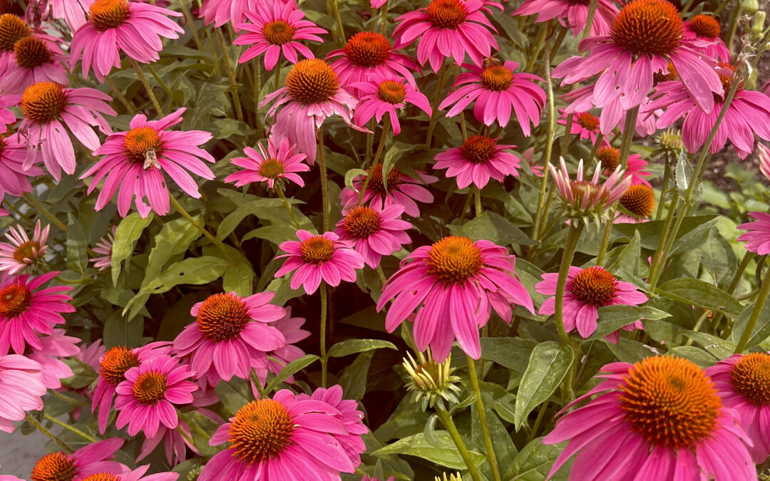 Gardening advice and expertise just a phone call away