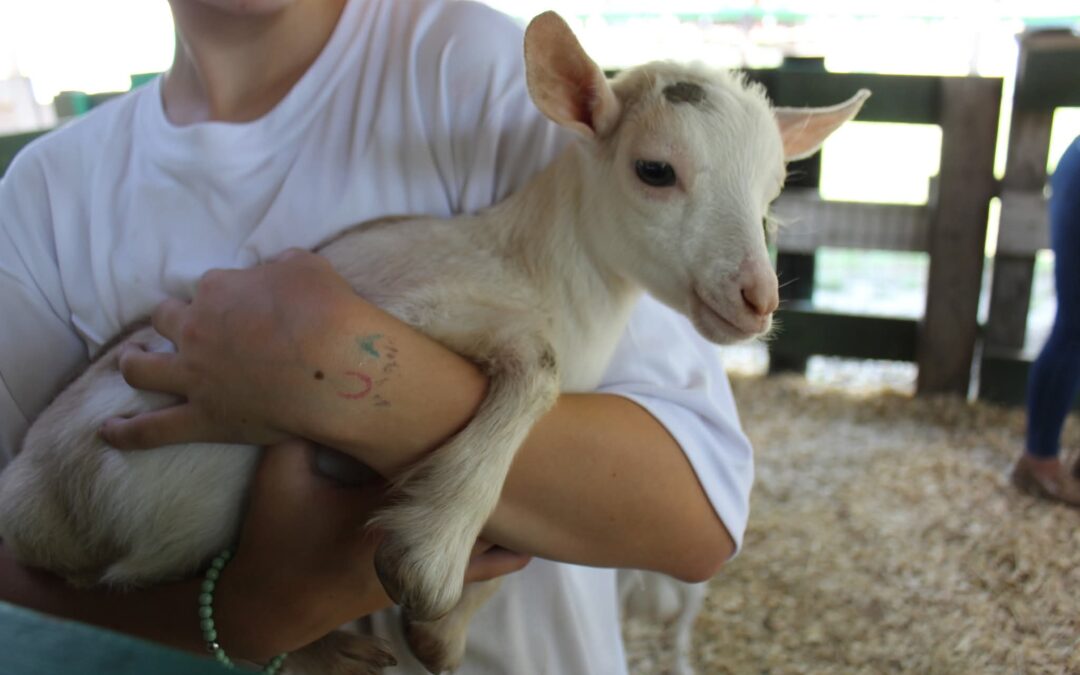 Atlantic County 4-H Fair returns for 76th year, celebrating youth achievement