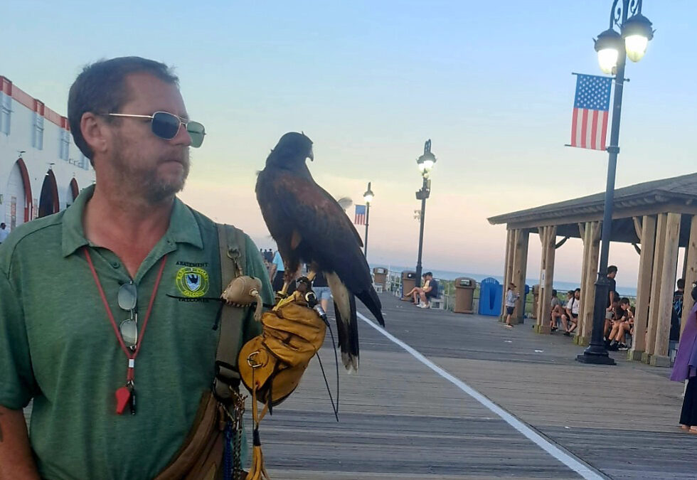 Raptors vs. gulls: How falconers keep the Boardwalk safe for everyone and their fries
