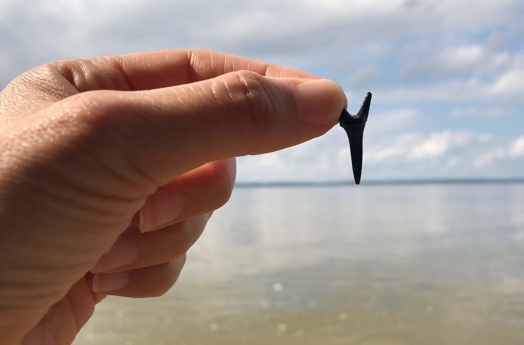 Hunting megalodon teeth and prehistoric fossils along the Jersey Shore