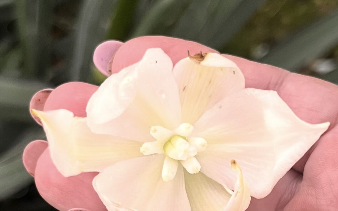 Adam’s needle, yucca plant or yuck-a?