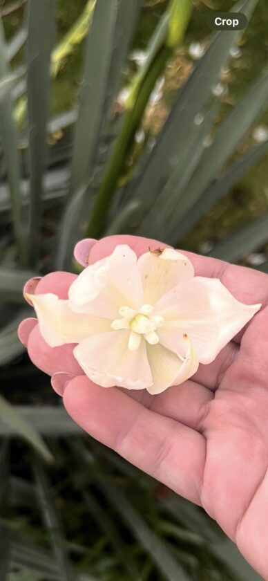 Adam's needle, yucca plant or yuck-a?