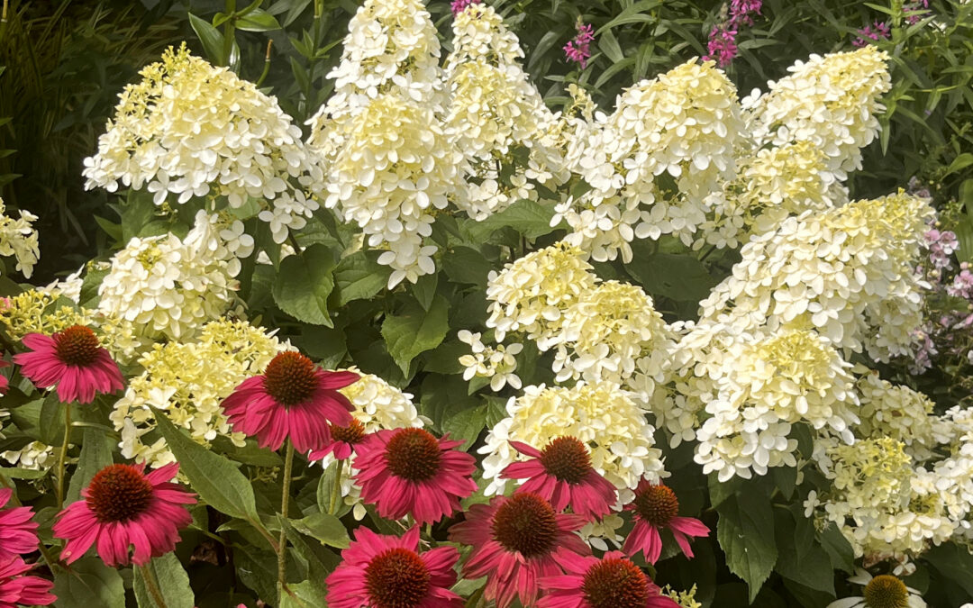 Local gardeners open their gardens to the public for The Little Gardens Club’s 26th summer garden tour