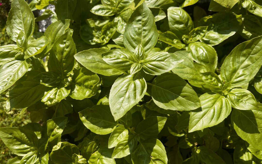 A garden bursting with basil