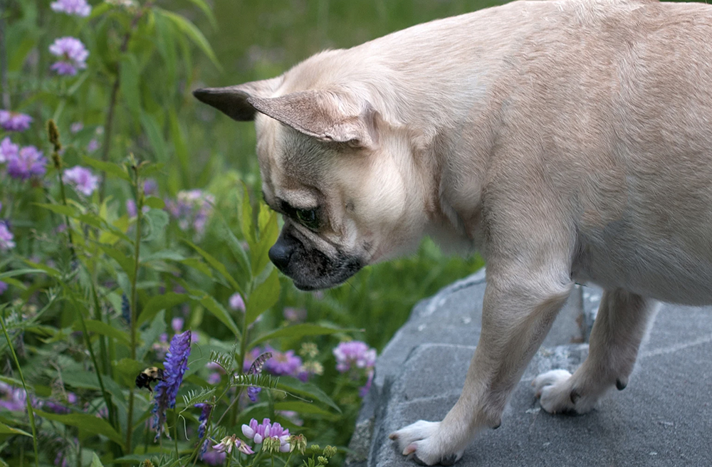 What to do if your dog gets stung by a bee or pest