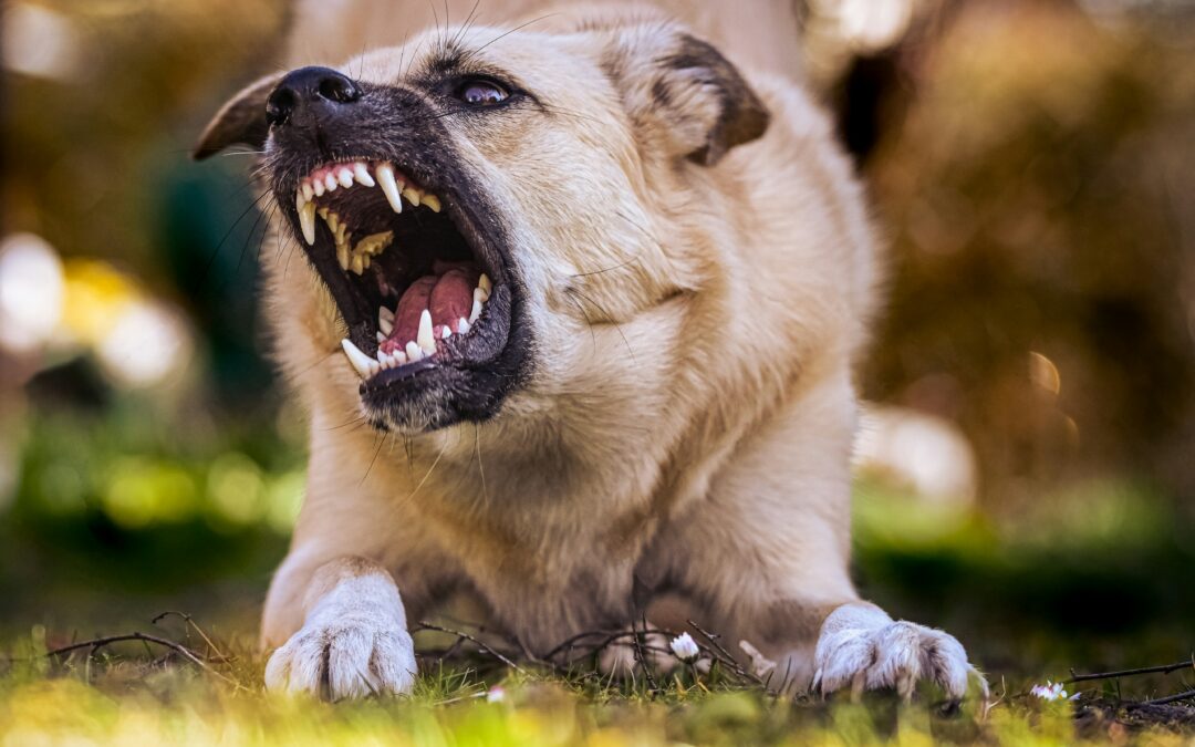 What qualifies as aggression in dogs, and when should owners seek help?