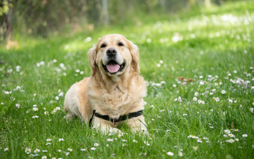 How much does breed determine a dog’s breed and behavior?