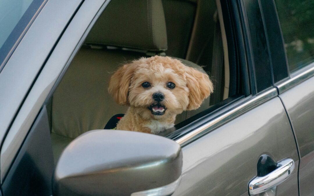 Don’t leave your dog in a hot car