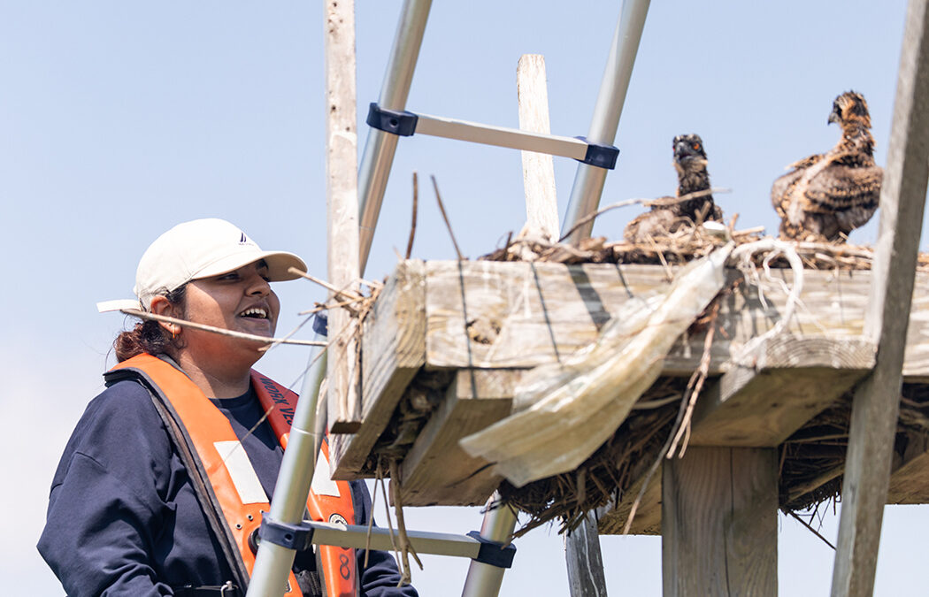 Stockton Volunteers with N.J. Osprey Project to Monitor Nests on Mullica River
