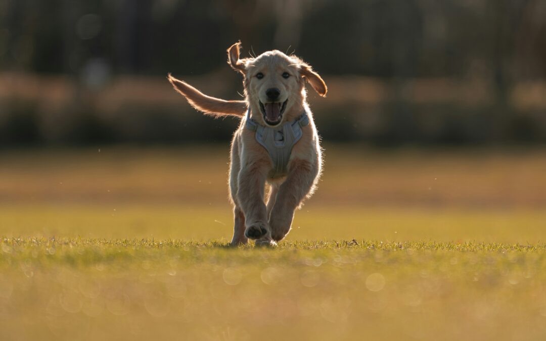 How to prevent and respond to your dog bolting or going missing
