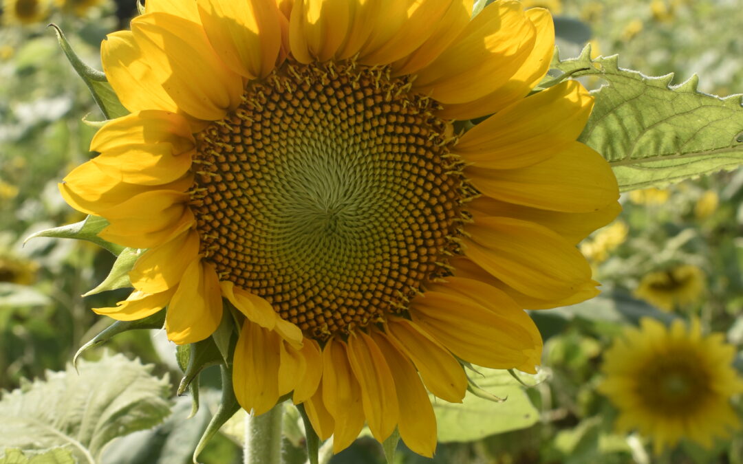 Taking a trip to the sunflower farm