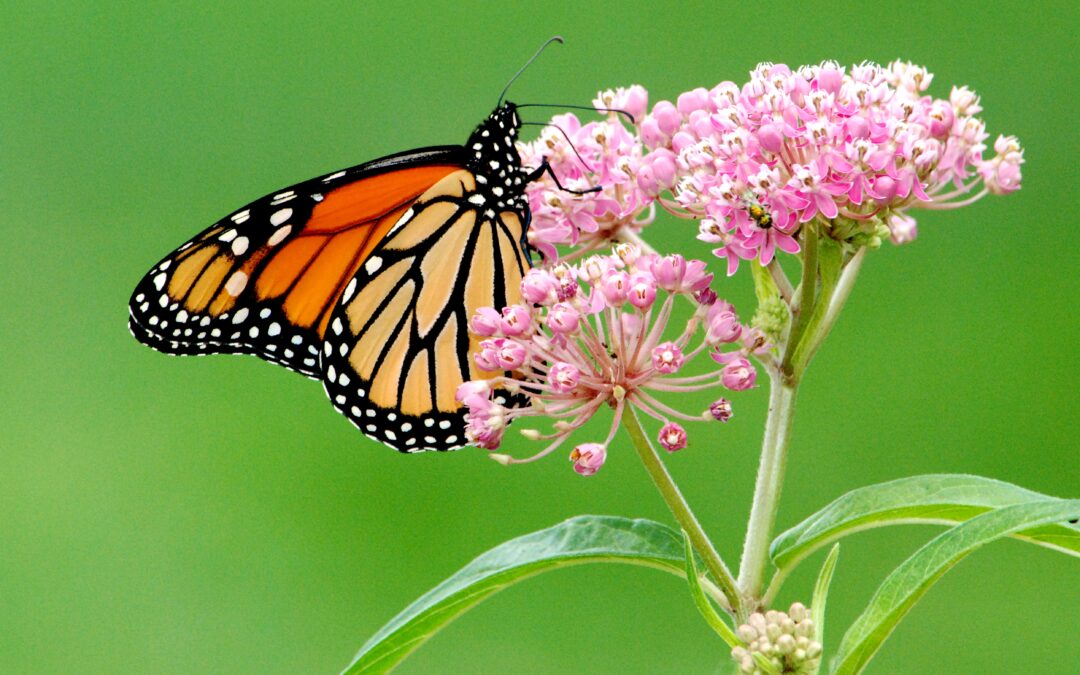 Free workshop highlights ways to help Monarch Butterflies